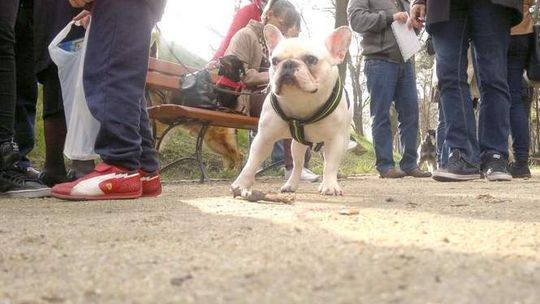 Psy wrócą do Ogrodu Saskiego? Dzisiaj wyrok sądu