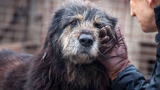 Psy z Krzesimowa czekają na nowy dom [zdjęcia]