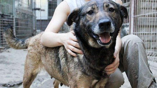 Psy z Krzesimowa do adopcji: Dziki, Cerowana i Robin