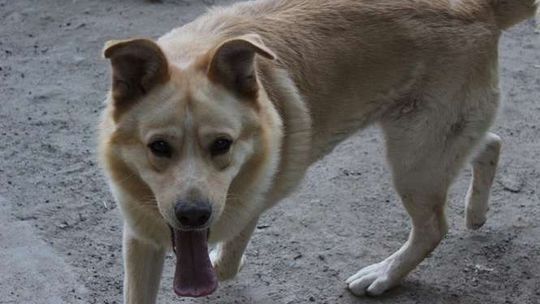 Psy z Krzesimowa do adopcji [zdjęcia]