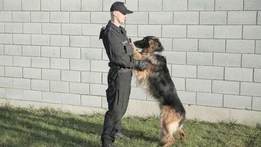 Psy z lubelskiej policji (zdjęcia)