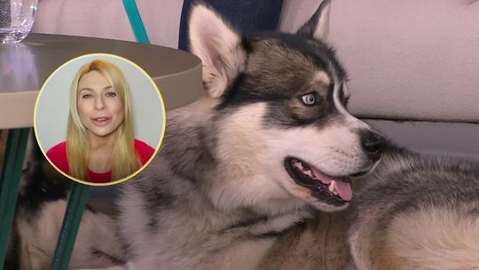 Psy z Polski będą wykrywać COVID-19 węchem