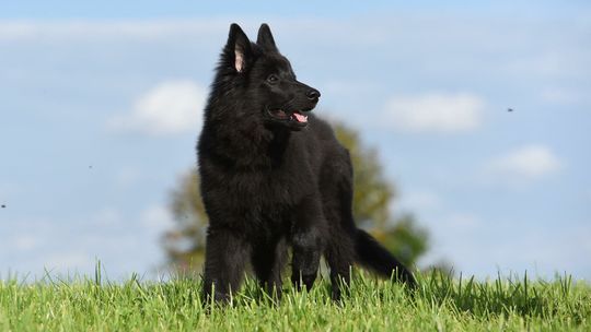 Psy zagryzły 48-latka, znalazł go przypadkowy przechodzień. Są zarzuty dla właściciela zwierząt