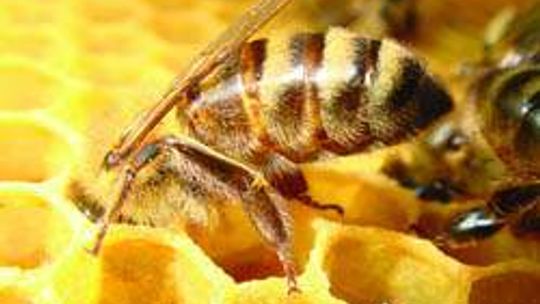 Pszczela Wola (nr 37) - 60 głosów