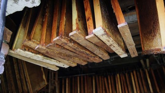 Pszczelarstwo – hobby i interes