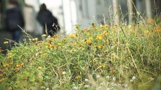 Pszczelarze apelują: Sadźmy przy drogach rośliny miododajne. Drogowcy odpowiadają
