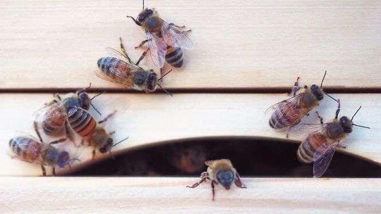 Pszczelarze protestują przeciwko wycince drzew