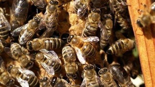 Pszczelarze spotkają się w Pszczelej Woli