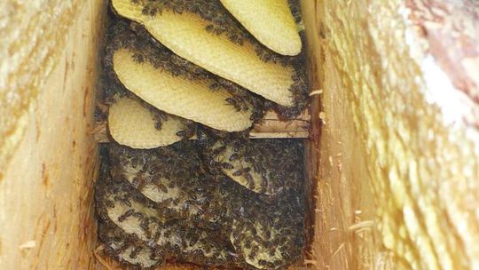 Pszczele barcie w Lasach Parczewskich