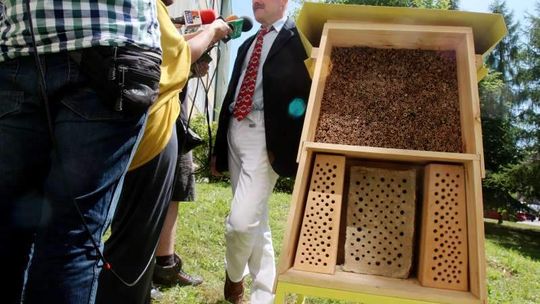 Pszczółki lecą na miejskie kwiatki (wideo)