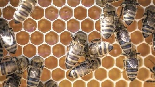 Pszczoły giną masowo. Dlaczego?