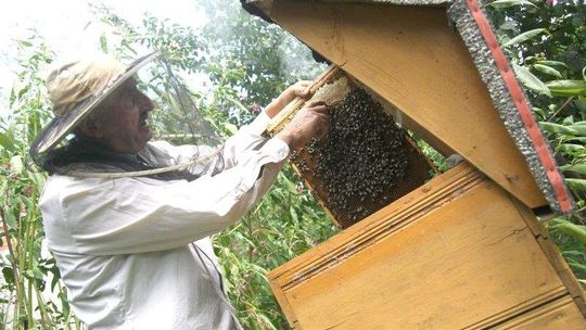 Pszczoły masowo padają przez opryski. Pszczelarze liczą straty
