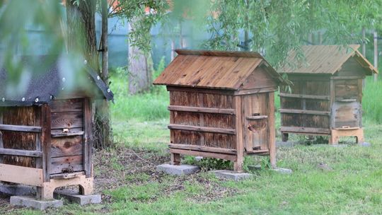 Pszczoły wprowadziły się do skansenu