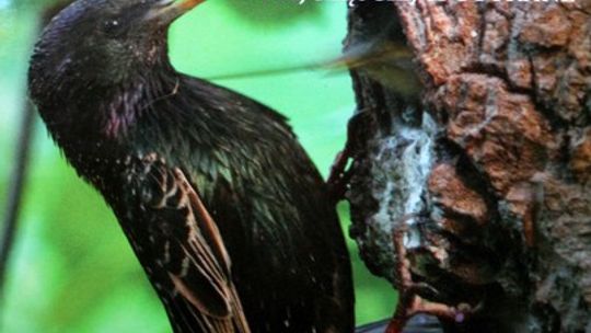 Ptaki Roztocza w centrum uwagi. Najpierw je policzyli, teraz sfotografowali