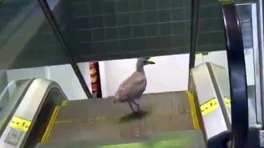 Ptaki w miejskiej dżungli (wideo)