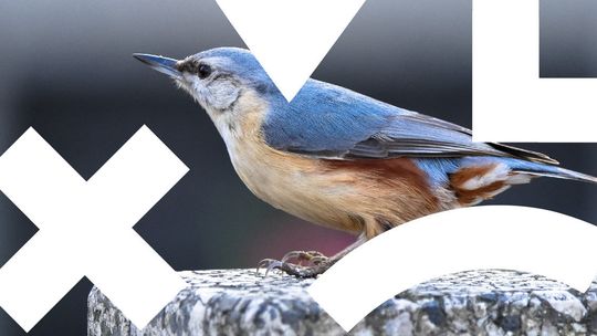 Ptaki w mieście - spotkanie online 