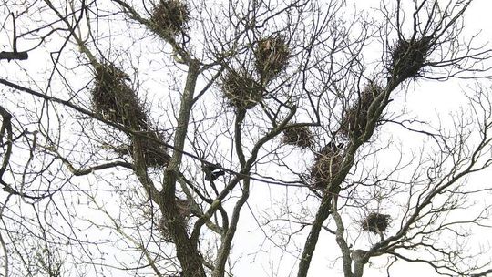 Ptaki w Puławach. Pięknie śpiewają, czy przeszkadzają?