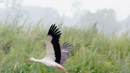 Ptaki wracają: Pierwsze jaskółki, skowronki i bociany już są