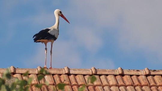 Ptaki wrócą prowadzone przez gwiazdy