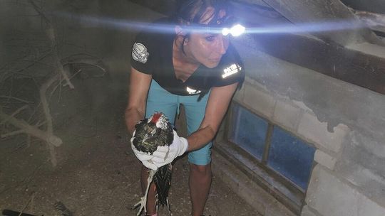 Ptasi horror w Parczewie. Odcięta głowa przymocowana taśmą klejącą