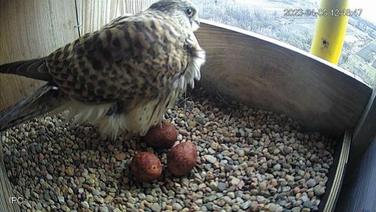 Ptasi podglądacze już zacierają ręce. Chełmskie pustułki oczekują młodych