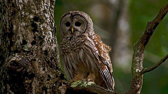 Ptasia grypa nie odpuszcza. Kolejne ognisko w województwie lubelskim