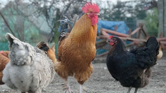 Ptasia grypa w województwie lubelskim. Rozpoczęło się gazowanie drobiu w trzech ogniskach tej choroby