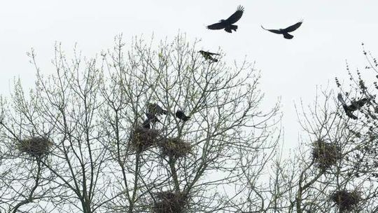Ptasie odchody na placu zabaw. Radny pisze o "zagrożeniu sanitarnym"