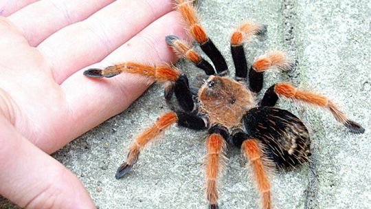 Ptasznik na spacerze