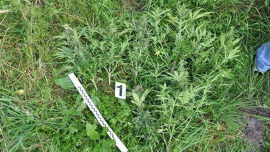 Puchaczów: Plantacja konopi na opuszczonej posesji
