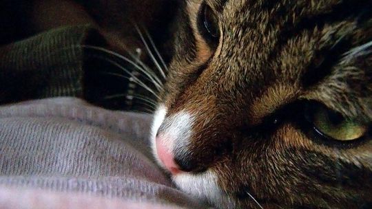 Pułankowice: Wycieńczone psy i kot konały z głodu 