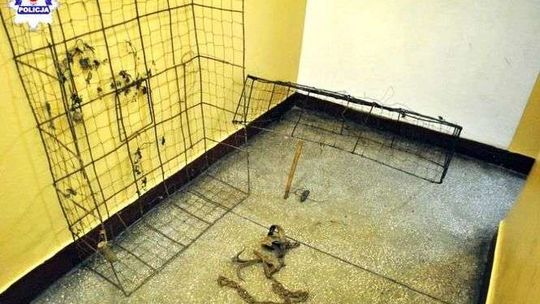 Pułapka na plantacji malin poważnie zraniła psa. Kłusownik zatrzymany