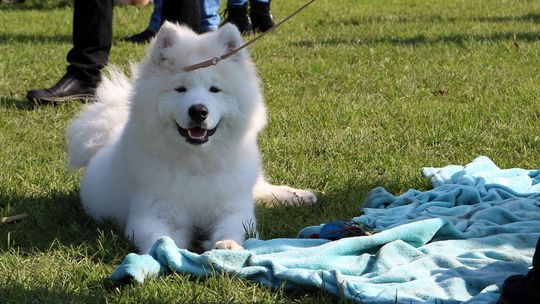 Puławski budżet obywatelski - ostateczne wyniki