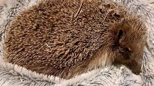 Puławskie jeże dostaną nowe domki
