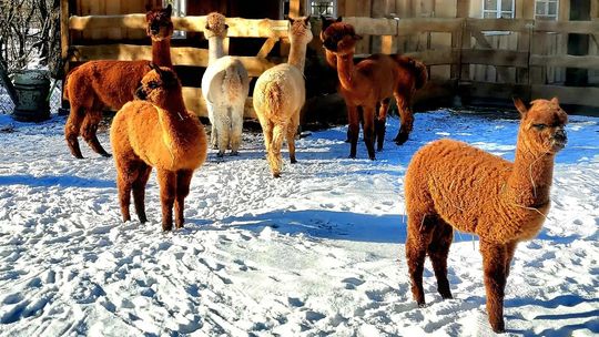 Puławskie konkursy rozstrzygnięte. Kto dostanie powiatowe dotacje?