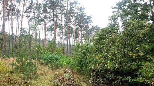 Puławskie lasy czekają na większy deszcz. Trzeci stopień zagrożenia