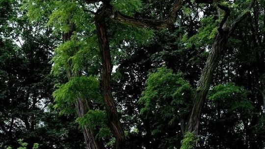 Puławy: 25 tys. zł na zieleń