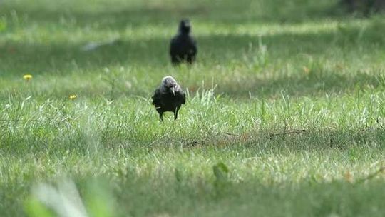 Puławy: Będzie ładniej na osiedlu