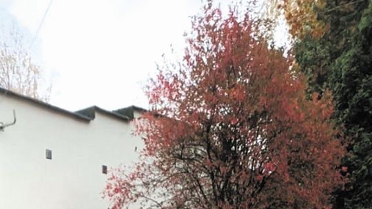 Puławy: Drzewka rosnące koło szkoły zniknęły bez zgody konserwatora