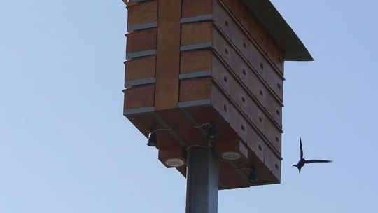 Puławy: Jerzyki dostaną nowe domki