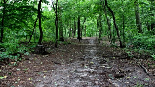 Puławy: Koniec poszukiwań zaginionego mężczyzny. Znaleziono go w lesie