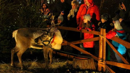 Puławy: Labirynt zaświecił, są też renifery [zdjęcia]