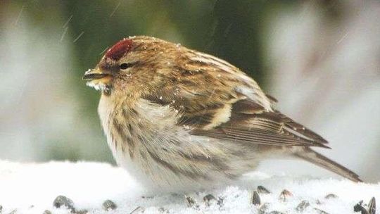 Puławy: Liczenie ptaków w Parku Czartoryskich