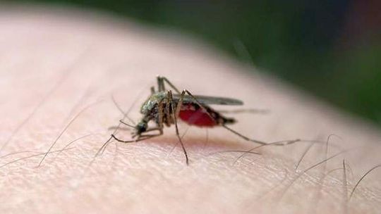 Puławy mają budżet. Za mało wydadzą na odkomarzanie?