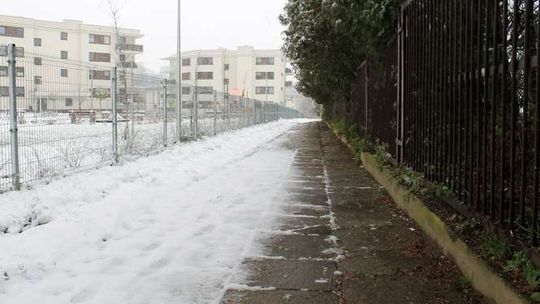 Puławy: Mieszkańcy głosowali za chodnikiem, nie za wycinką zieleni