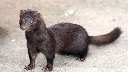 Puławy: Norki i żółwie to nasi sąsiedzi