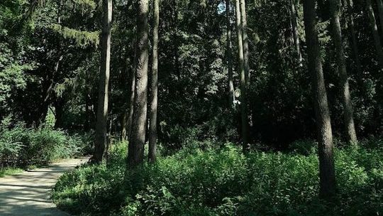 Puławy. Policja szukała jej dwa dni i prosiła grzybiarzy o pomoc