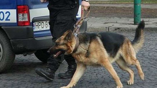 Puławy: Policja zadba o swoje psy, pomoże miasto