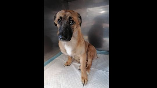 Puławy. Sąsiedzi usłyszeli skowyt psa "Jak można bić, katować, wyżywać się na czującej istocie?" 