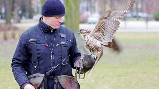 Puławy: Sokoły kończą akcję